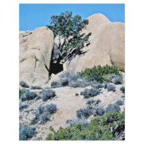 Tree Growing Between Two Boulders Full Color Flyer