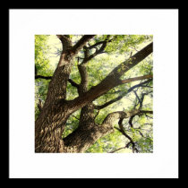 TREE HEART posters
