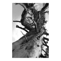 Tree, Heavenly Valley posters by daysrays Tree, Heavenly Valley posters