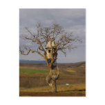 Tree House postcards