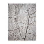 Tree in a Snowstorm Postcard