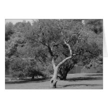 Tree in Black & White Blank Note Card