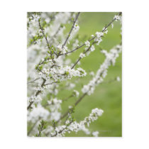 Tree in blossom. post cards