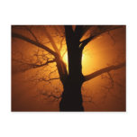 Tree In Fog At Night Postcard