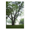 Tree in mist posters by bradyemmett Tree in mist posters