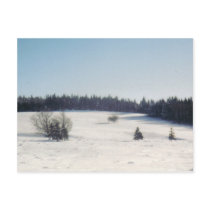 tree in snow1 postcards