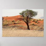 Tree in the desert posters