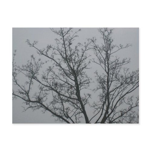 Tree in the fog
