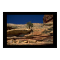 Tree in the wall posters