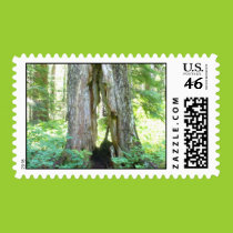 Tree in the woods postage stamps