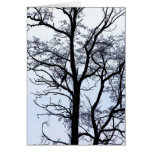 Tree in winter greeting cards