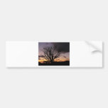 Tree in Winter Sunset Bumper Stickers