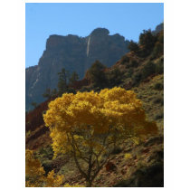 Tree In Zion National Park t-shirts by lifesphere Tree In Zion National Park t-shirts