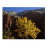 Tree In Zion Park Postcard