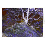 Tree / Lake Champlain # 2 Card
