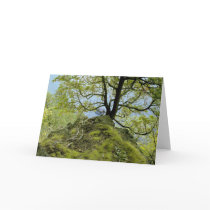 Tree/ Lake Champlain cards