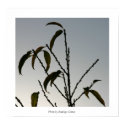 Tree leaves posters