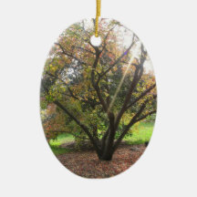 Tree Light Ray Autumn Ornament