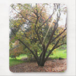 Tree Light Ray Mousepad mousepads