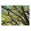 Tree Limbs cards by wandringmind Tree Limbs cards