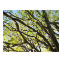 Tree Limbs posters by wandringmind Tree Limbs posters