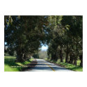 Tree-Lined Country Road print