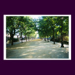 tree lined path