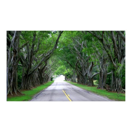 Tree Lined Road print