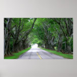 Tree Lined Road posters
