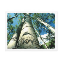 Tree Love postcards