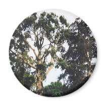 Tree Fridge Magnets