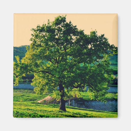 Tree Magnets