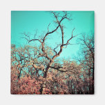 Tree Magnets