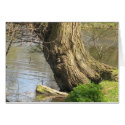 Tree man cards