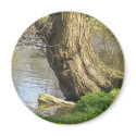 Tree man magnets