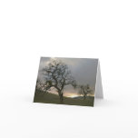 Tree Mates: Winter Oaks with Mistletoe
