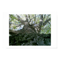 Tree Number 1 posters by Tocsik Tree Number 1 posters