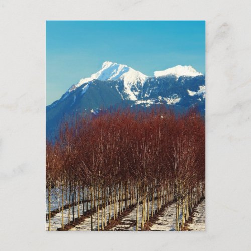 Tree Nursery and Snow Covered Mountains postcard