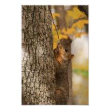 Tree Nuts Photographic Print