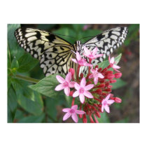 Tree Nymph Butterfly on Pentas posters by vjulye Tree Nymph Butterfly on Pentas posters