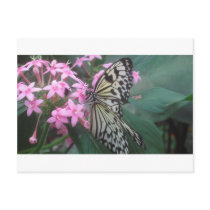 Tree Nymph butterfly postcards by ziedumate Tree Nymph butterfly postcards