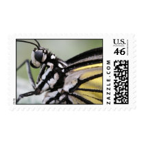 Tree Nymph (Idea leuconoe) postage by packetlog Tree Nymph (Idea leuconoe) postage