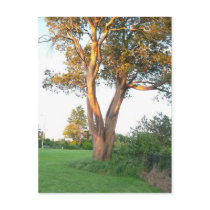 Tree Nymph Postcard by hopefulone Tree Nymph Postcard