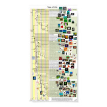 Tree of Life evolution poster posters