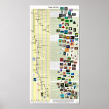 Tree of Life evolution poster