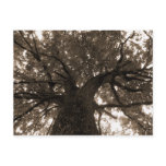 Tree of Life in Sepia Postcards