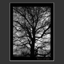 Tree of Life - Lebensbaum - Baum des Lebens postcards