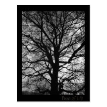 Tree of Life - Lebensbaum - Baum des Lebens Postcard