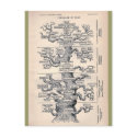 Tree Of Life / Pedigree Of Man postcards