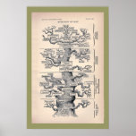 Tree Of Life / Pedigree Of Man Print